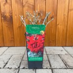Ruža mnohokvetá (Rosa floribunda) 'MINHA' - výška 10-20 cm, kont. P11